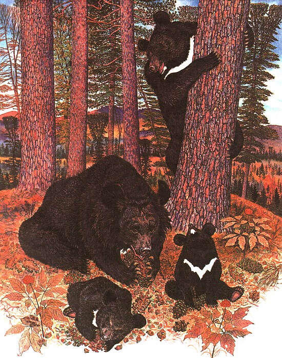 Утолив голод семейство разлеглось на мягкой сухой подстилке из хвои Медвежата - фото 4