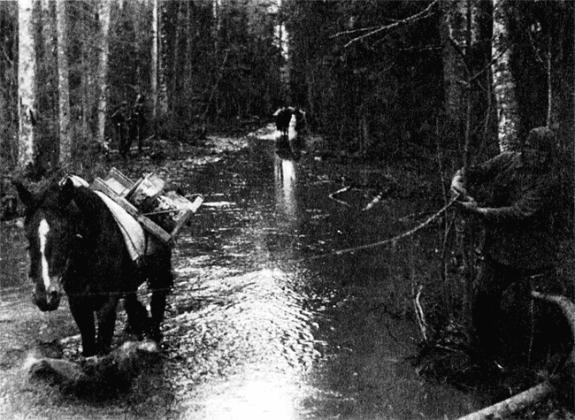 В болотистом лесу Только с помощью лошадей возможна доставка боеприпасов и - фото 35