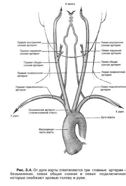 Ответвления артерий веером расходятся на множество мелких сосудов которые в - фото 2