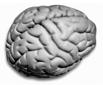 Рисунок 1 Мозг человека У своего основания головной мозг переходит в толстый - фото 1