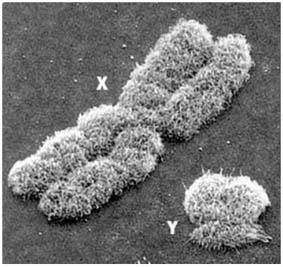 Рисунок 10 X и Y хромосомы человека под электронным микроскопом При - фото 10