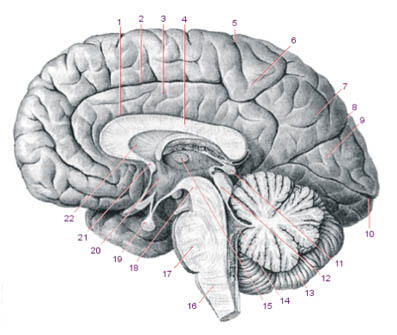 Рисунок 2 Строение мозга человека Обозначения 1 Борозда мозолистого - фото 2