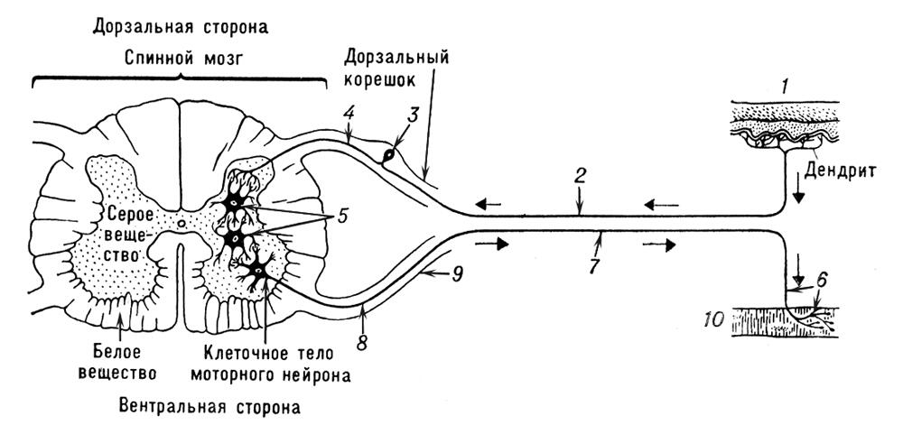 Рисунок 4 Схема рефлекторной дуги нервный импульс от рецептора 1 передаётся - фото 5