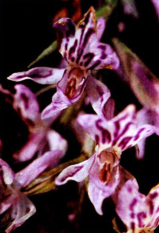 Соцветие ятрышника Мак Глаза утренняя роса на траве - фото 55