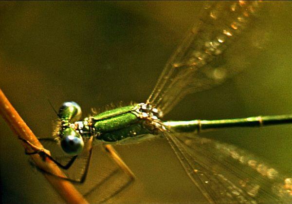 Стрекоза стрелка Бабочка капустница Кобылка акрида - фото 60
