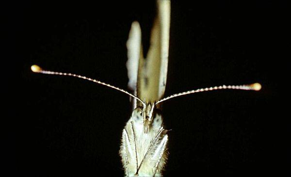 Бабочка капустница Кобылка акрида Безногая ящерица желтопузик - фото 61