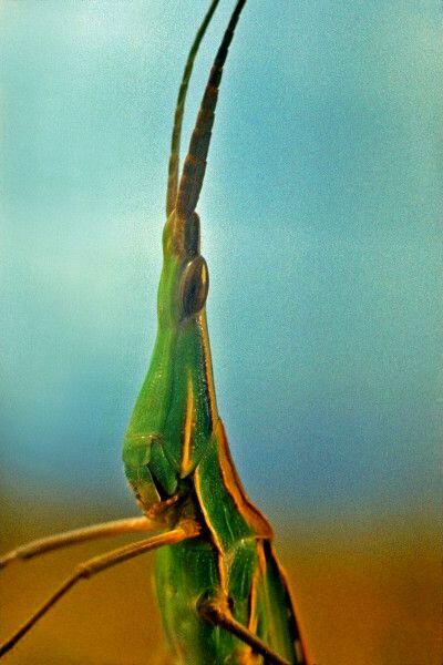Кобылка акрида Безногая ящерица желтопузик Жук жужелица - фото 62