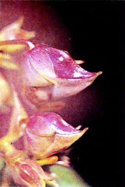 Бутоны бальзамина Соцветие эремуруса Паук Аргиона на паутине - фото 105