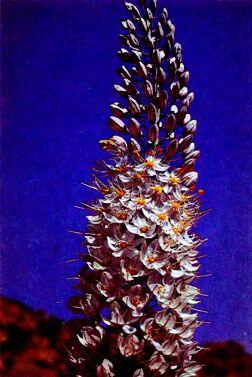 Соцветие эремуруса Паук Аргиона на паутине Цветок гайлардии - фото 106