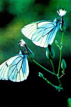 Бабочки боярышницы Семейство мухоморов 4 Горизонтальное построение - фото 110