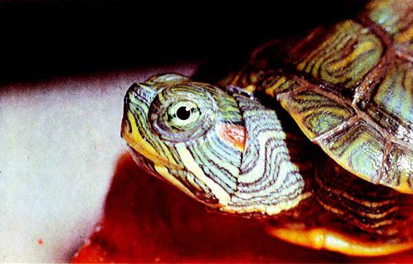 Краснощекая черепаха Гусеница бабочки огородная совка Если положение листа и - фото 114