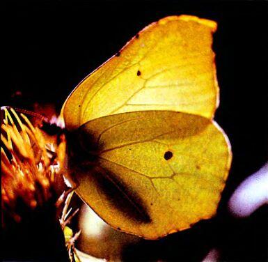 Бабочка лимонница Летящий жукнарывник Лист розы в росе - фото 117
