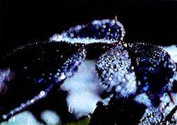Лист розы в росе Бабочка меланаргия Контровое освещение создает эффект - фото 119