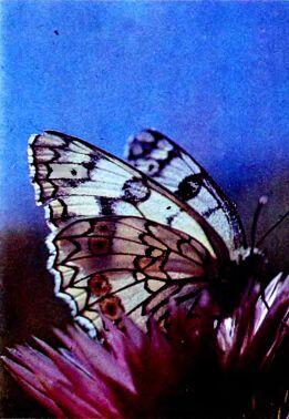 Бабочка меланаргия Контровое освещение создает эффект объемности глубины а - фото 120