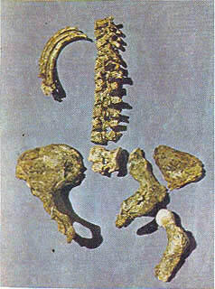 Фрагмент позвоночника ребер и бедра австралопитека Фрагмент черепа - фото 26
