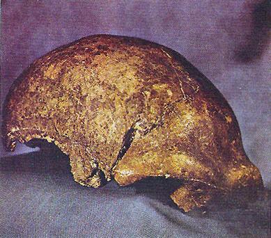 Фрагмент черепа неандертальца Неандертальцы на охоте рисунок 3 Буриана - фото 27