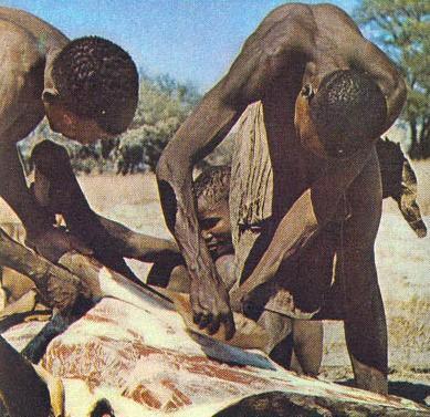 Бушмены демонстрируют как можно освежевать антилопу с помощью раковин - фото 32