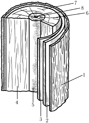 Рис 1 Структура древесины на поперечном разрезе 1 пробковый слой коры 2 - фото 1