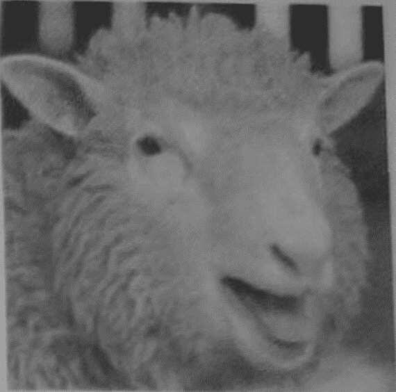 Hello DollyВ 1995 году была клонирована овца ставшая всемирно известной - фото 11