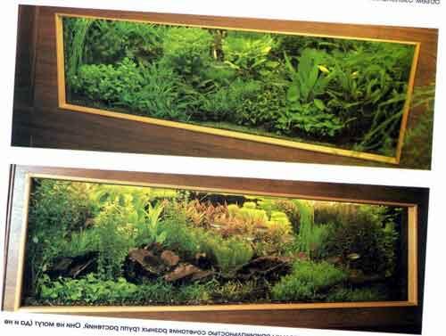 Используются преимущественно длинностебельные растения гигрофилы людвигии - фото 3