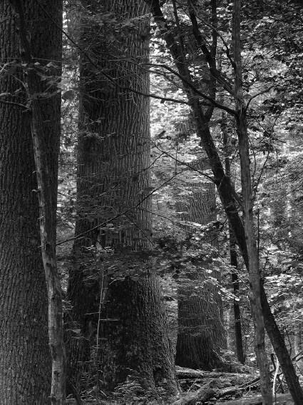 Рис 1 Пятисотлетние дубы Беловежская Пуща Польша Фото Януила Корбела - фото 1