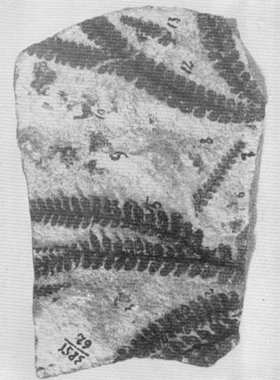 Фиг XII Пельтаспермовый птеридосперм Madygenopteris из корвунчанской - фото 49