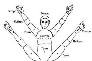 Рис 3 Трехуровневое строение тела и конечностей Каждый палец имеет три - фото 2