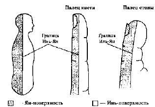 Рис 7 ИньЯн граница на пальцах Средняя линия тела соотносится со средней - фото 6