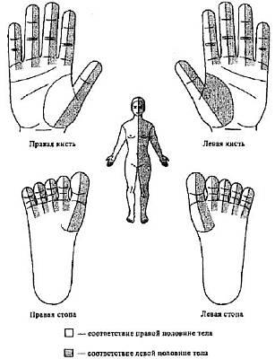Рис 10 Соответствие левой и правой половинам тела на Иньповерхности пальцев - фото 9
