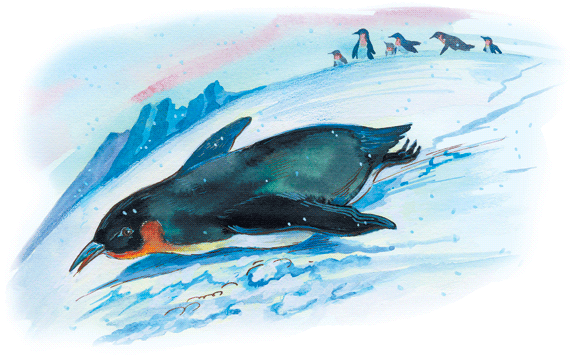 Пингвины с утра идут к морю Перебираются через ущелья По ровному месту идут - фото 52