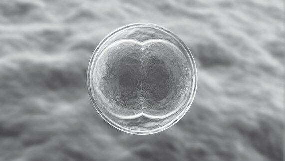 Яйцеклетка может начать деление после химического или механического воздействия - фото 7