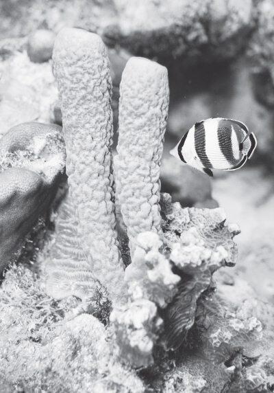 Морские губки пошли по самому простому пути размножаются почкованием - фото 16