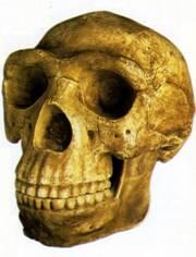 Реконструкция черепа питекантропа обнаруженного на Яве тогда казалось что - фото 1