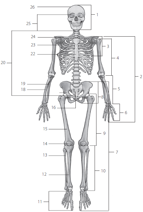 Рис А вид спереди 1 череп 2 верхняя конечность 3 плечевой пояс 4 - фото 269