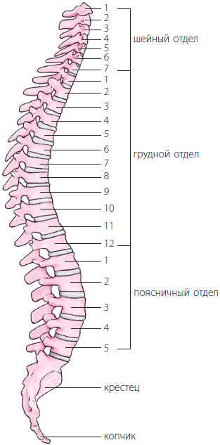 Мышцы тела человека Рис А вид спереди 1 височная мышца 2 круговая - фото 271