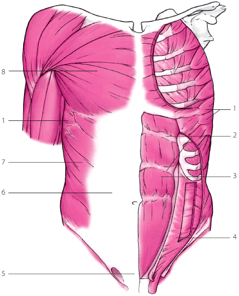 Рис А поверхностный слой вид спереди 1 передняя зубчатая мышца 2 - фото 274