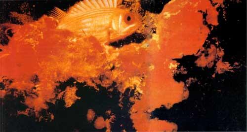 Красная рыбабелка скрывается за камнем покрытым маскирующими ее водорослями - фото 7