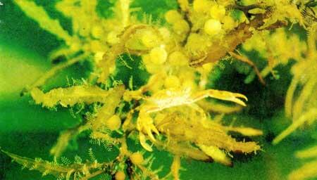 Маленький желтоватый краб выбрал жилище на побегах коричневых водорослей среди - фото 8