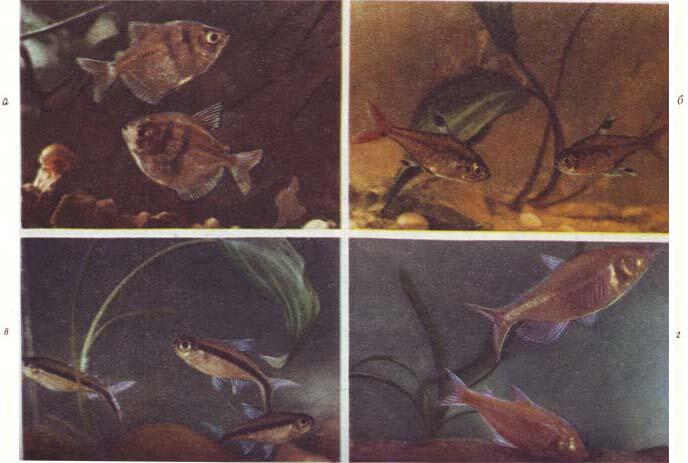 Таблица IV а тернеция б пристелла в обликва г слепая рыба - фото 139
