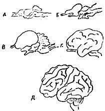 Рис 2 Строение мозга различных животных А рыбы Б лягушки В птицы Г - фото 3
