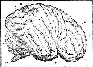 Рис 3 Поверхность большого полушария головного мозга человека 1 спинной - фото 4