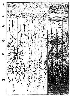 Рис 4 Микроскопическое строение коры полушарий Налево схема распределения - фото 5