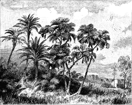 Финиковые пальмы предоставлено Штилером Сикоморы На переднем плане - фото 4