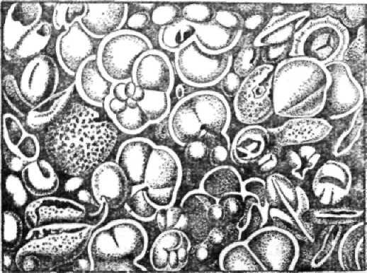 Рис 4 Морской ил под микроскопом Видны скелетики микроскопических животных - фото 6