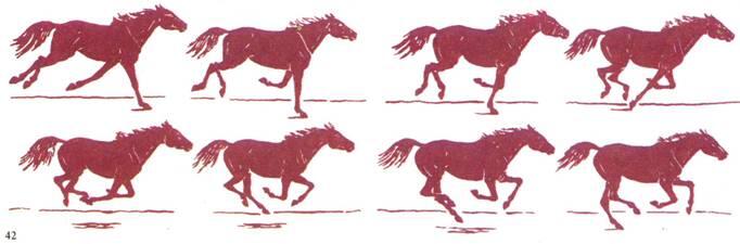 42 Последовательность движения бегущей лошади по А Лаптеву Рисунки - фото 64