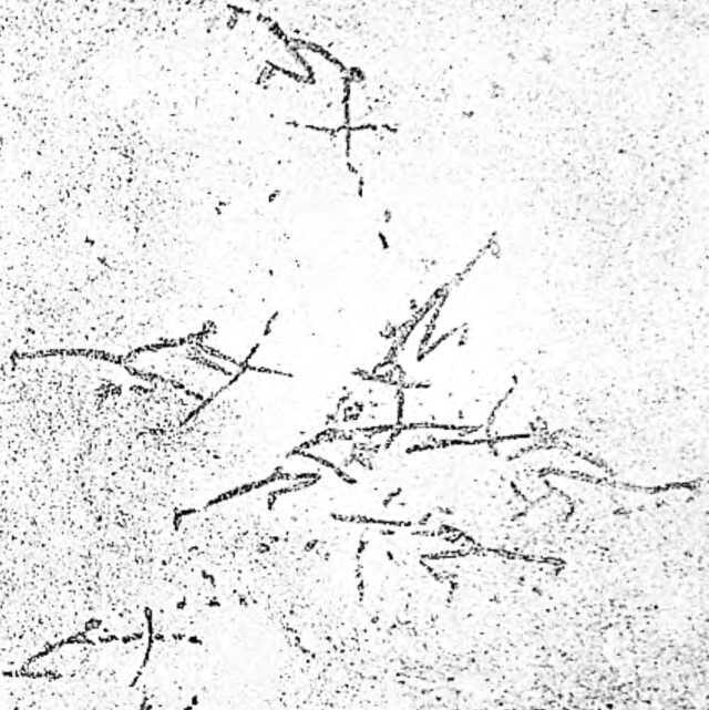 Боевая стычка первобытных охотников Рисунок на стене пещеры МореллалаВелла в - фото 9