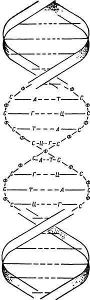 Рис 7 Двойная спираль молекулы ДНК Тяжи скелета состоят из чередующихся - фото 10