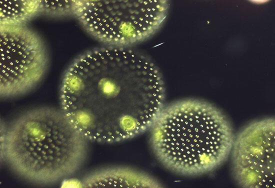 Важно не то что вольвокс состоит из многих клеток а то что следующие колонии - фото 11