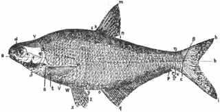 Для объяснения различных терминов и указания способов измерений рыбы - фото 3