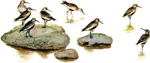 Сидят на камнях чайки сонно смотрят в море Потихоньку слетают когда Никишка - фото 7